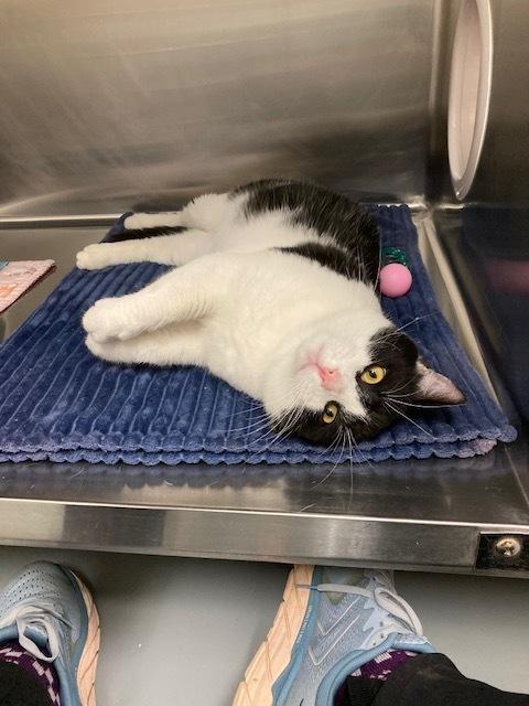 Enlarge Big Larry, a Adoptable mixed breed in Jamestown, CA image 5/6