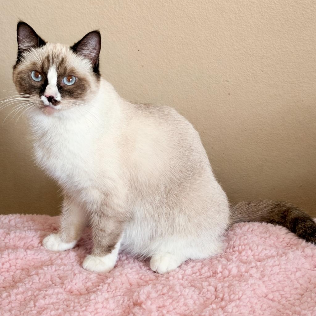 Sweet Girl Rag Mix Teen, Adoptable, Young Female Ragdoll & Siamese.