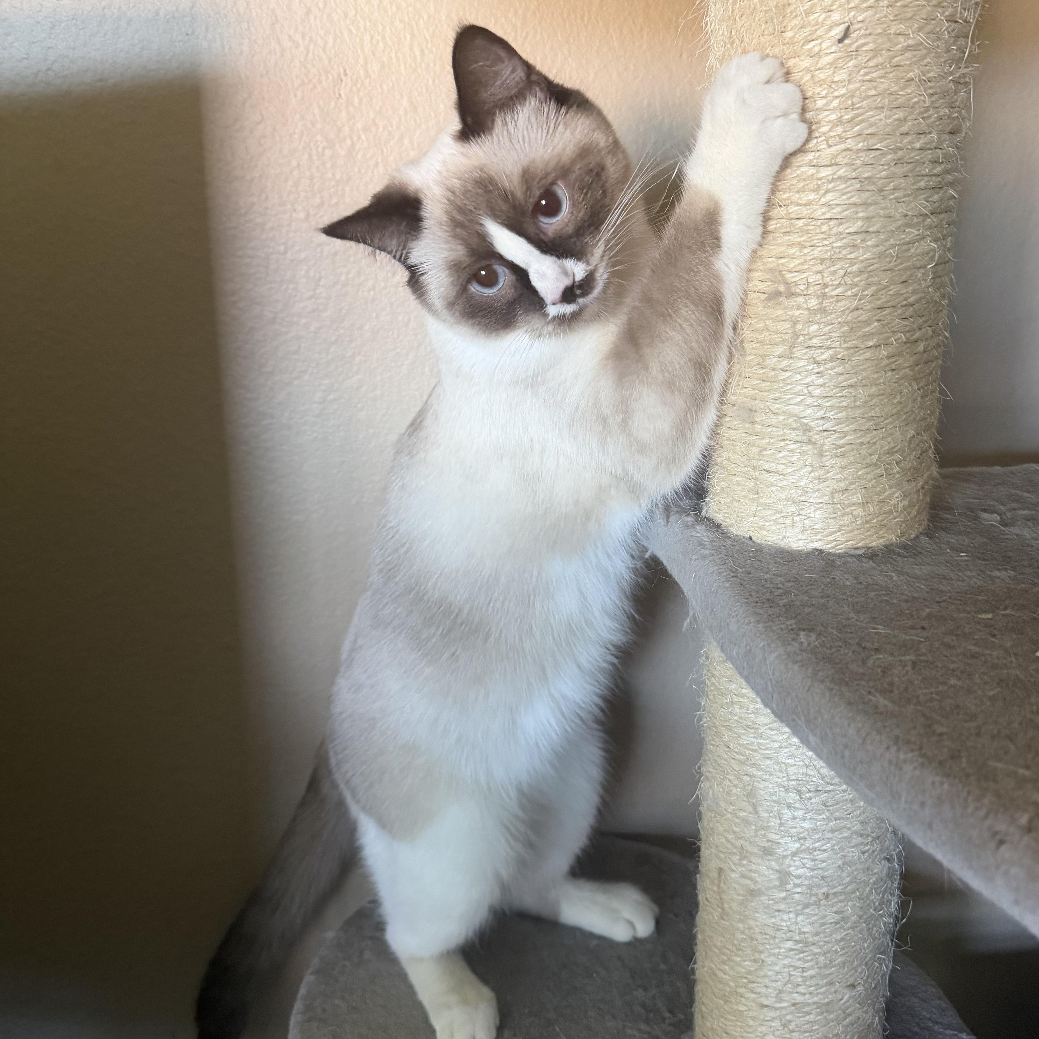 Enlarge Sweet Girl Rag Mix Teen, a Adoptable mixed breed in Glendora, CA image 3/3