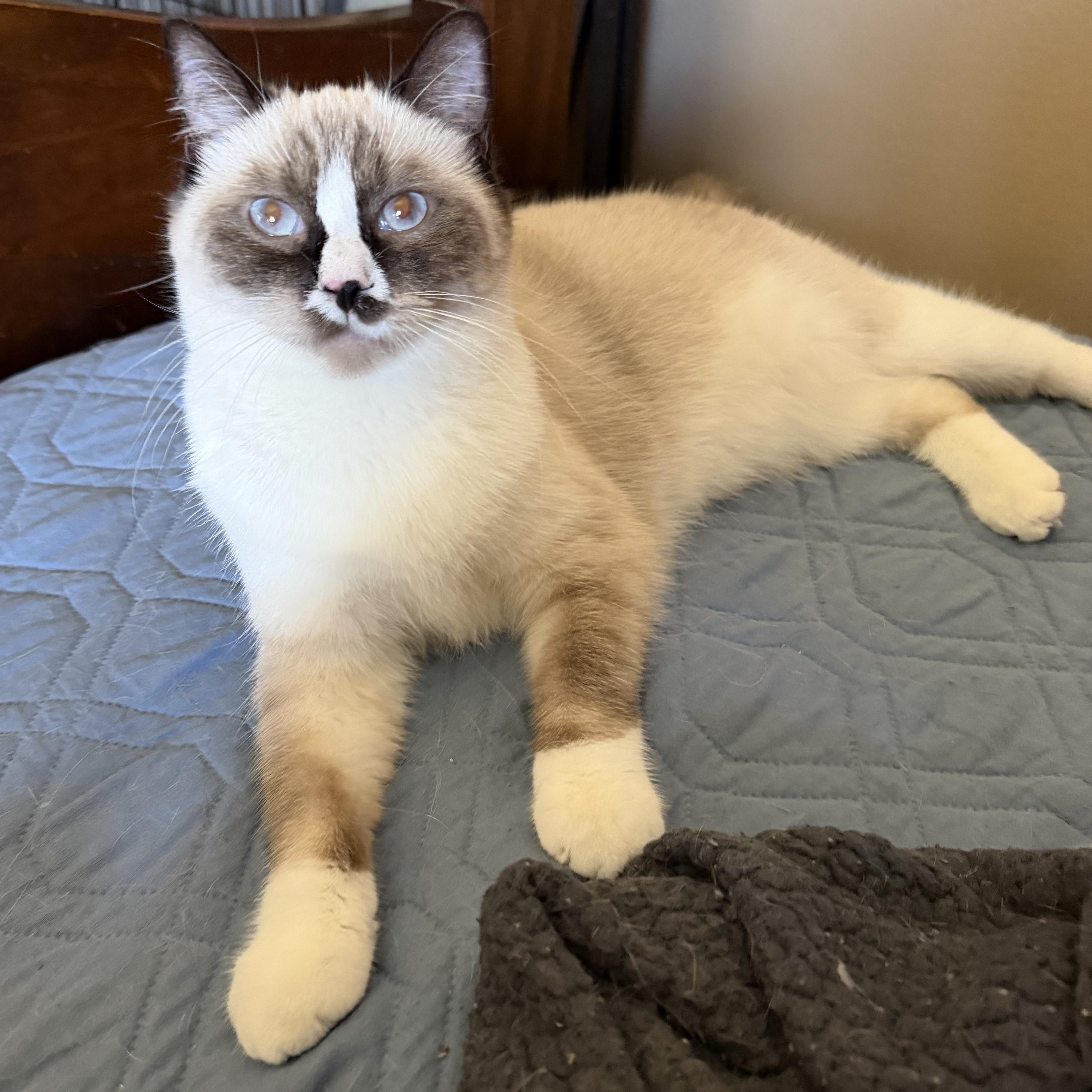 Enlarge Sweet Girl Rag Mix Teen, a Adoptable mixed breed in Glendora, CA image 2/3
