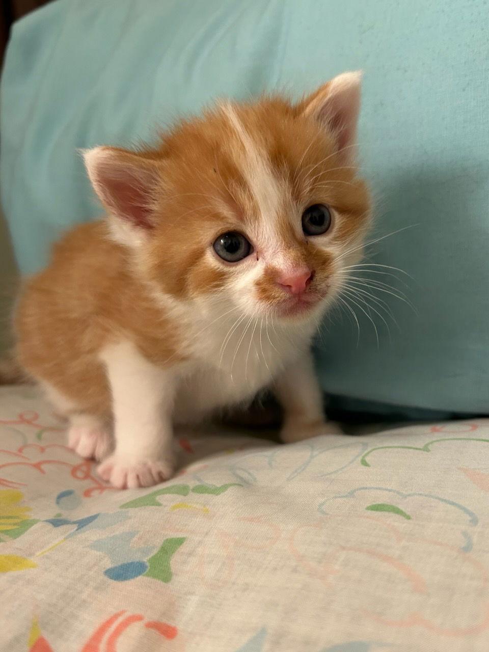 Dole (Available 1/9/26), a Adoptable Domestic Short Hair in Williamsburg, IA image 1/2