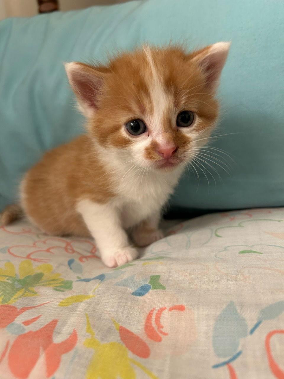 Dole (Available 1/9/26), a Adoptable Domestic Short Hair in Williamsburg, IA image 2/2