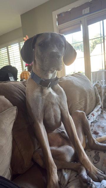 Enlarge Slim Jim, a Adoptable mixed breed in Chambersburg, PA image 1/3
