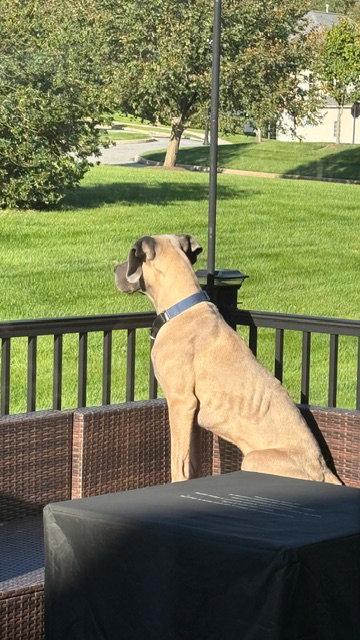 Enlarge Slim Jim, a Adoptable mixed breed in Chambersburg, PA image 2/3