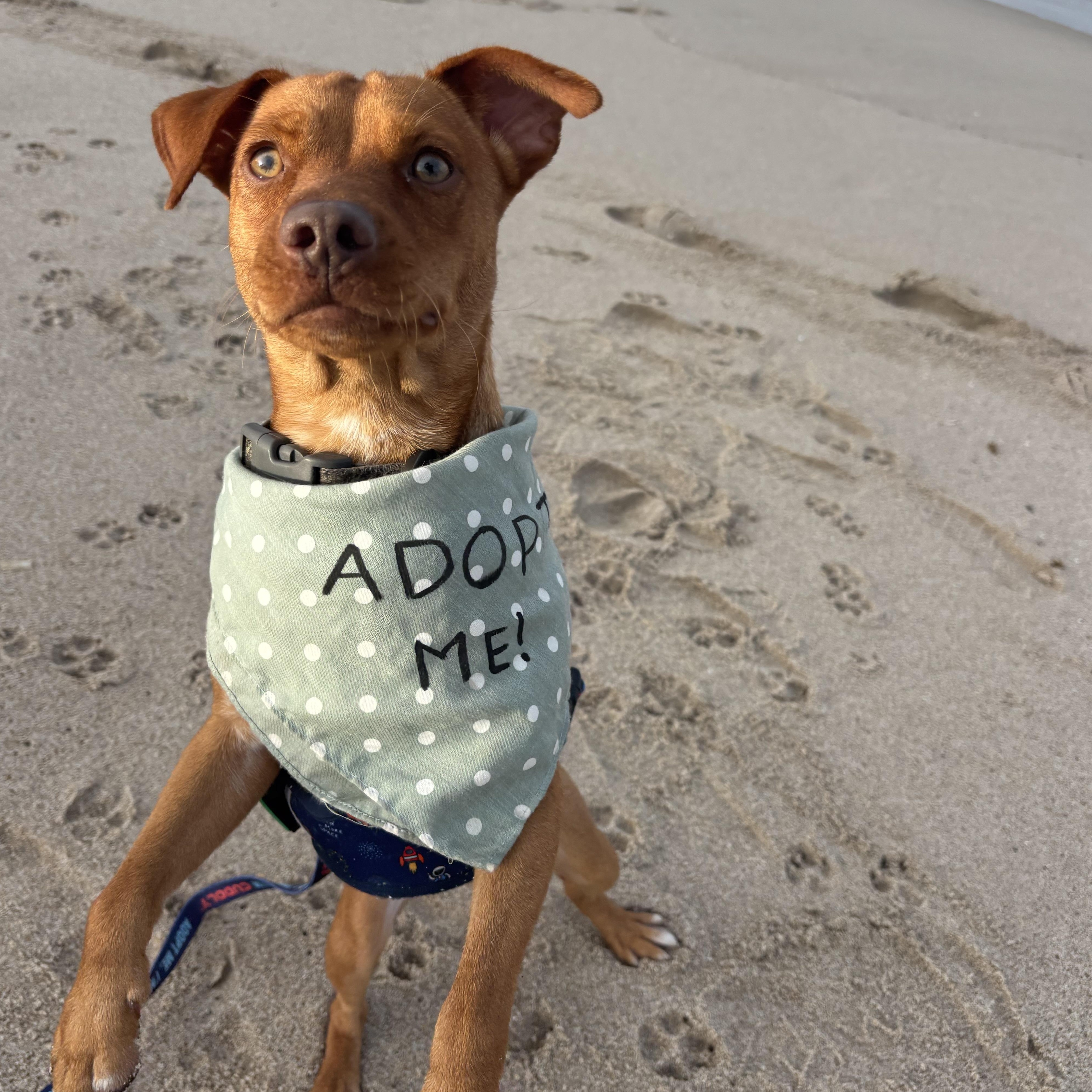 Enlarge Dilly, a Adoptable mixed breed in Hollywood, FL image 3/5