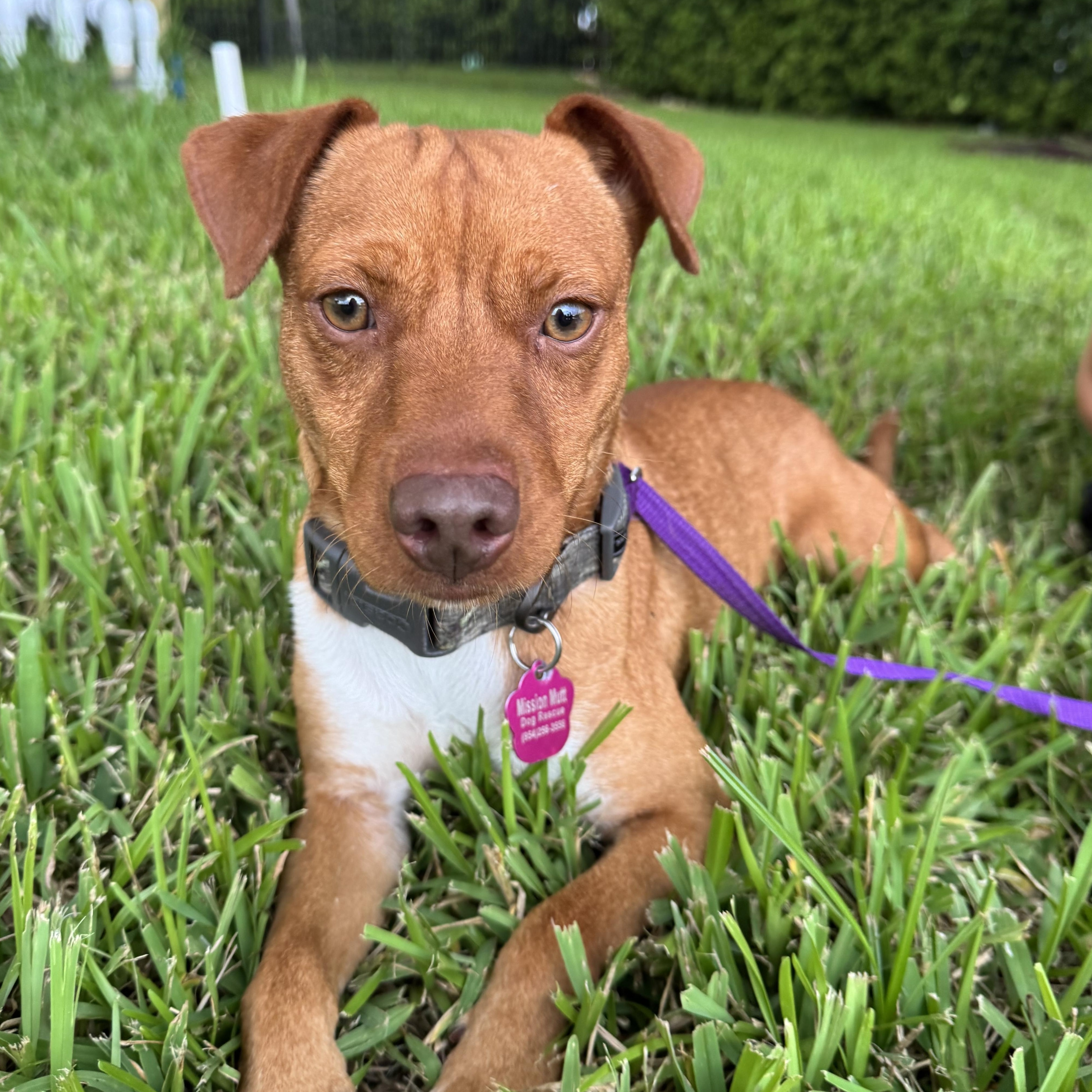 Enlarge Dilly, a Adoptable mixed breed in Hollywood, FL image 4/5