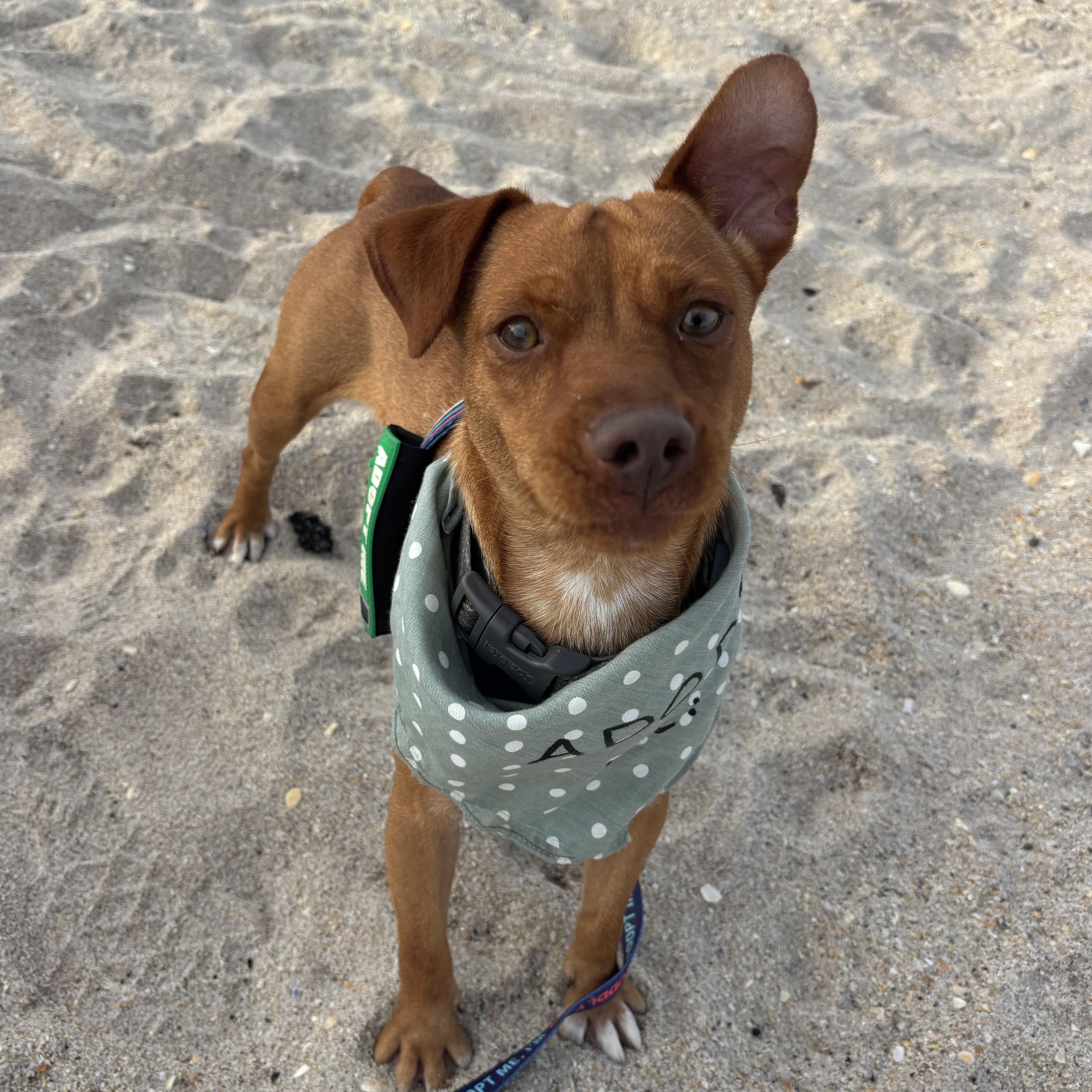 Enlarge Dilly, a Adoptable mixed breed in Hollywood, FL image 5/5