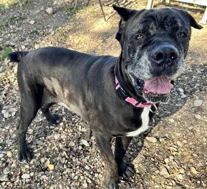 Harlow — thumbnail 3