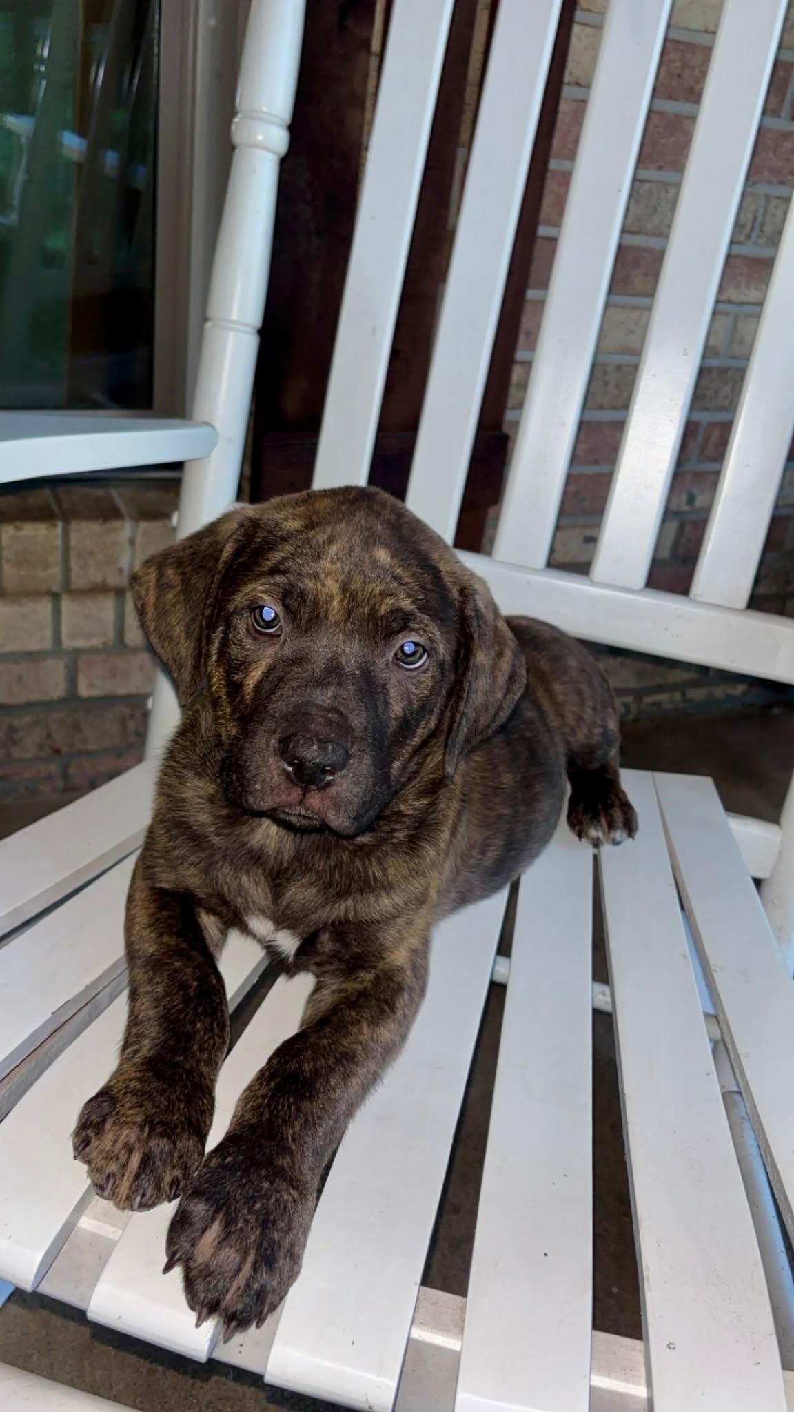 Enlarge Roscoe, an adopted mixed breed in Mobile, AL image 1/1