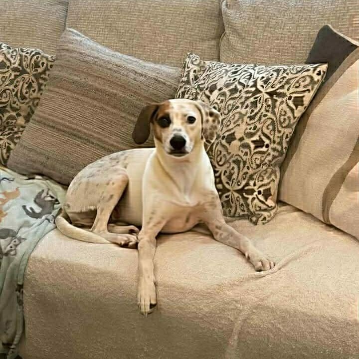 Birdie-Bean, a Adoptable mixed breed in Burnsville, MN image 6/6