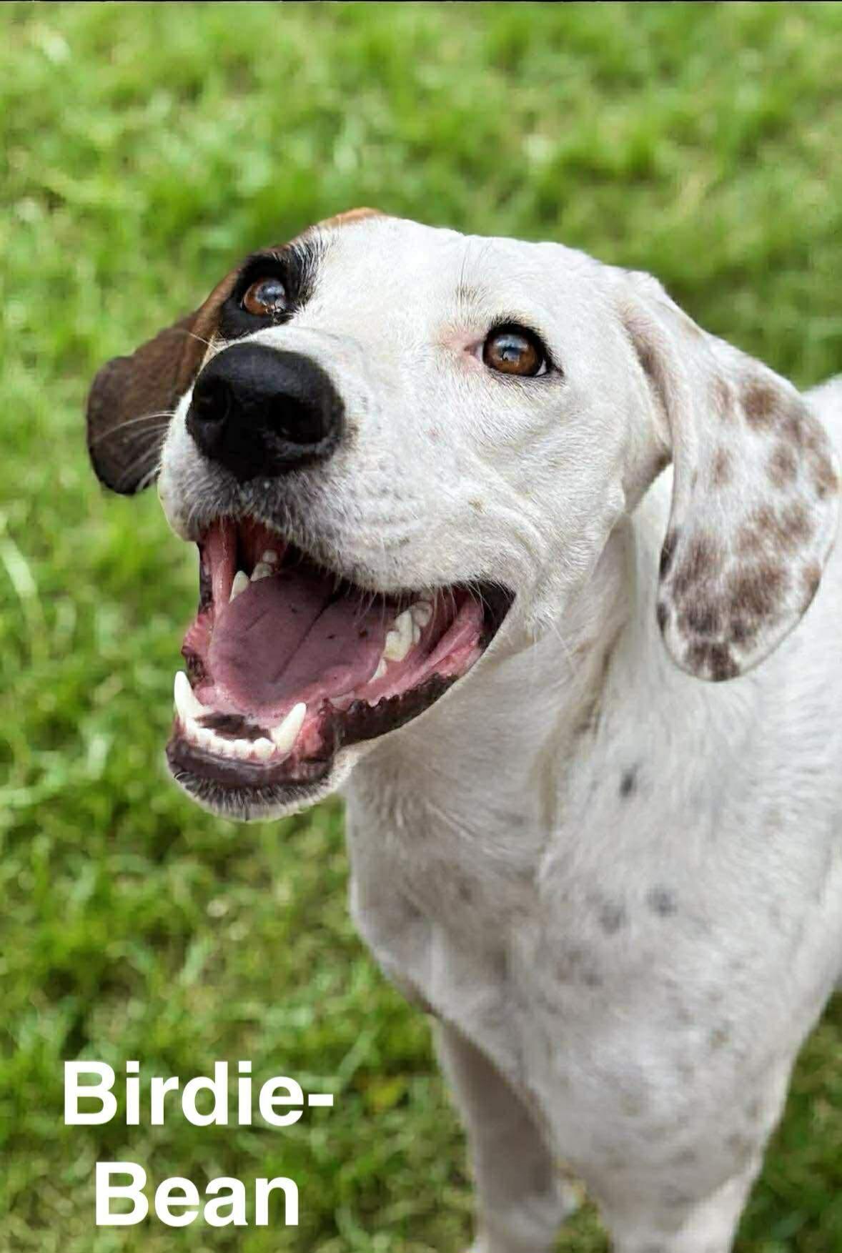 Birdie-Bean, Adoptable, Young Female English Pointer & Labrador Retriever.