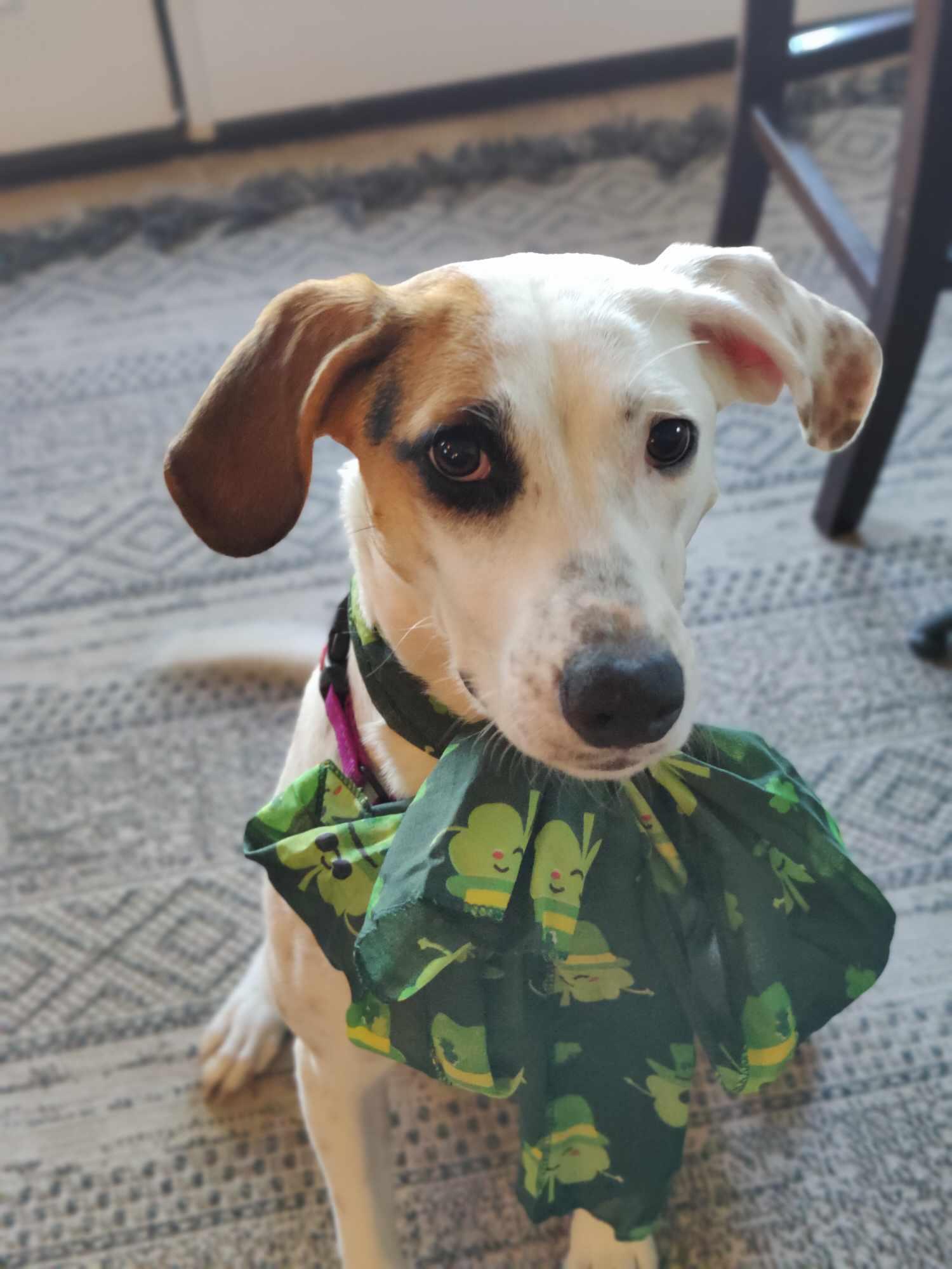 Birdie-Bean, a Adoptable mixed breed in Burnsville, MN image 4/6