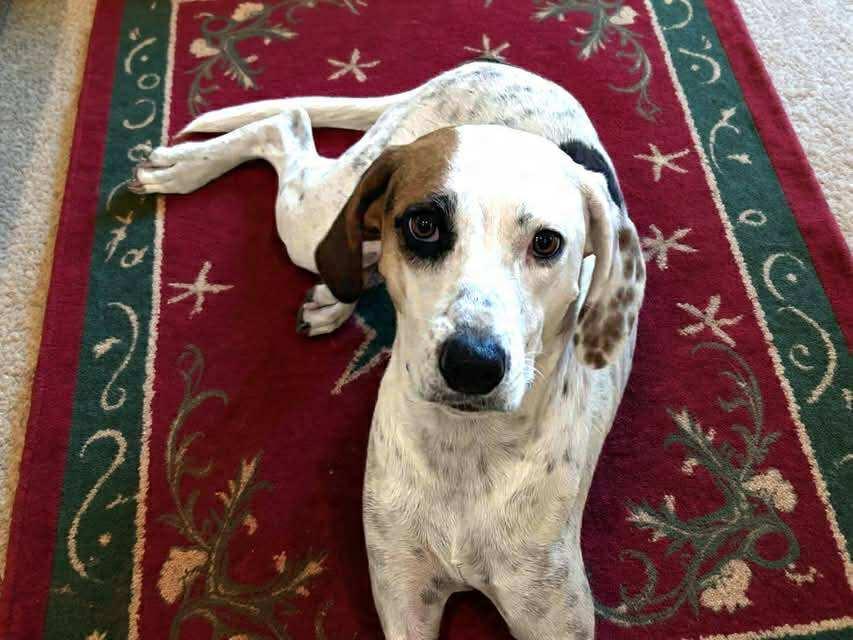 Birdie-Bean, a Adoptable mixed breed in Burnsville, MN image 2/6