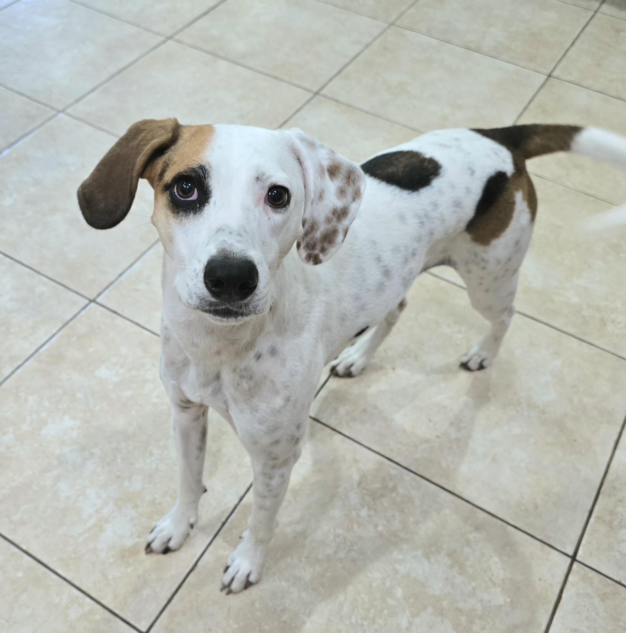 Birdie-Bean, a Adoptable mixed breed in Burnsville, MN image 3/6