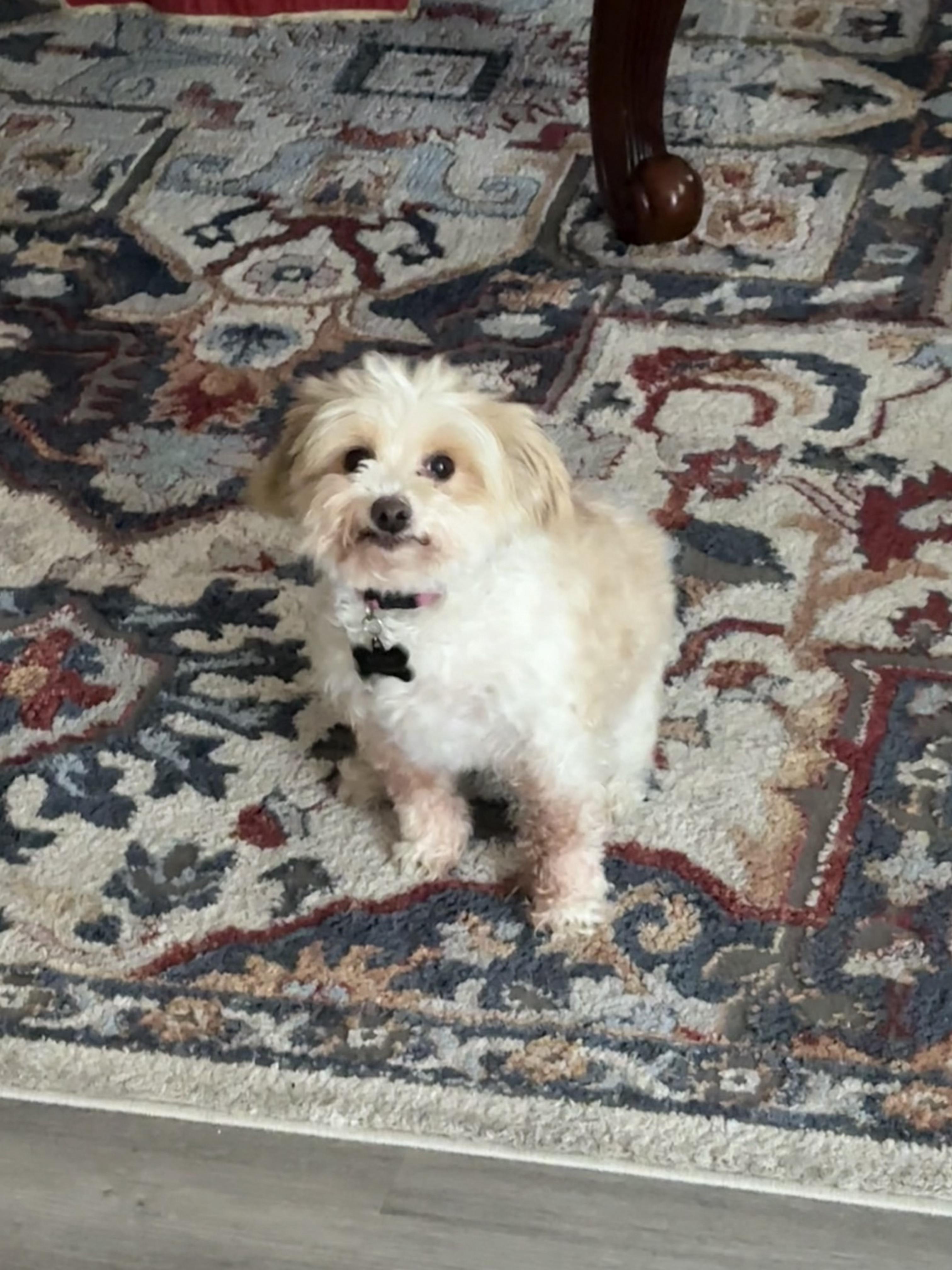 Enlarge MAUI, a Adopted Shih Tzu in Pittsburg, CA image 1/1