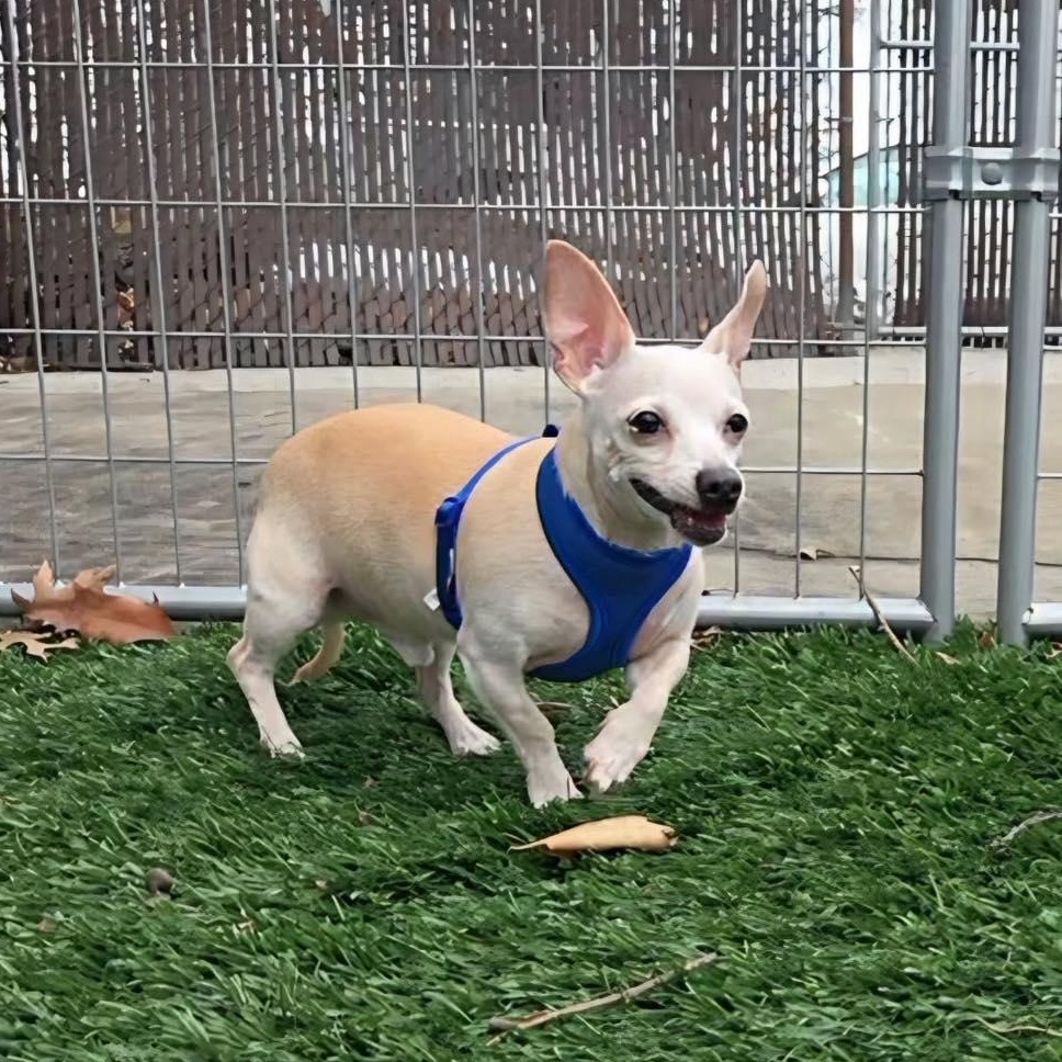 Enlarge Max, an adopted Chihuahua in Bloomfield, NJ image 3/6
