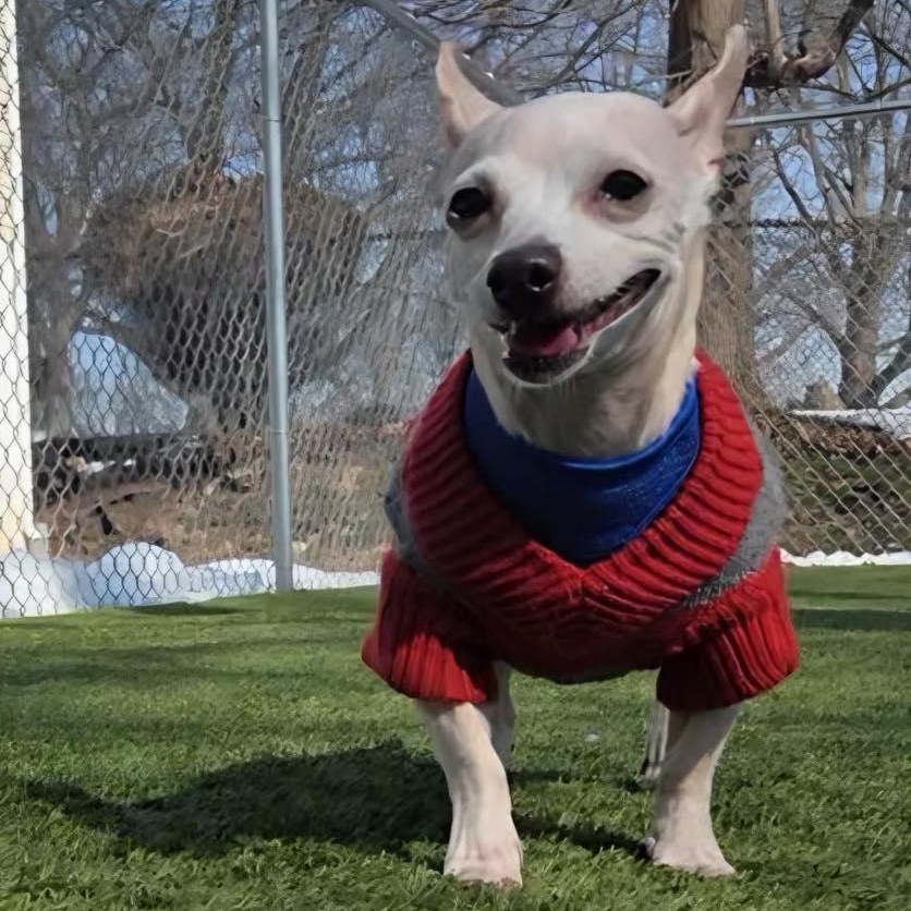 Enlarge Max, an adopted Chihuahua in Bloomfield, NJ image 1/6