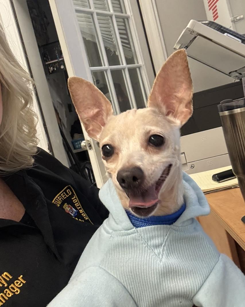 Enlarge Max, an adopted Chihuahua in Bloomfield, NJ image 6/6