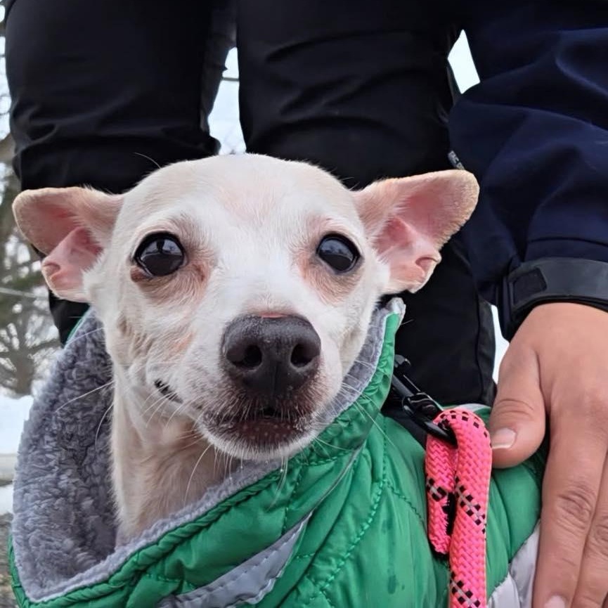 Enlarge Max, an adopted Chihuahua in Bloomfield, NJ image 4/6