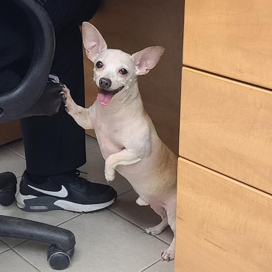 Enlarge Max, an adopted Chihuahua in Bloomfield, NJ image 2/6