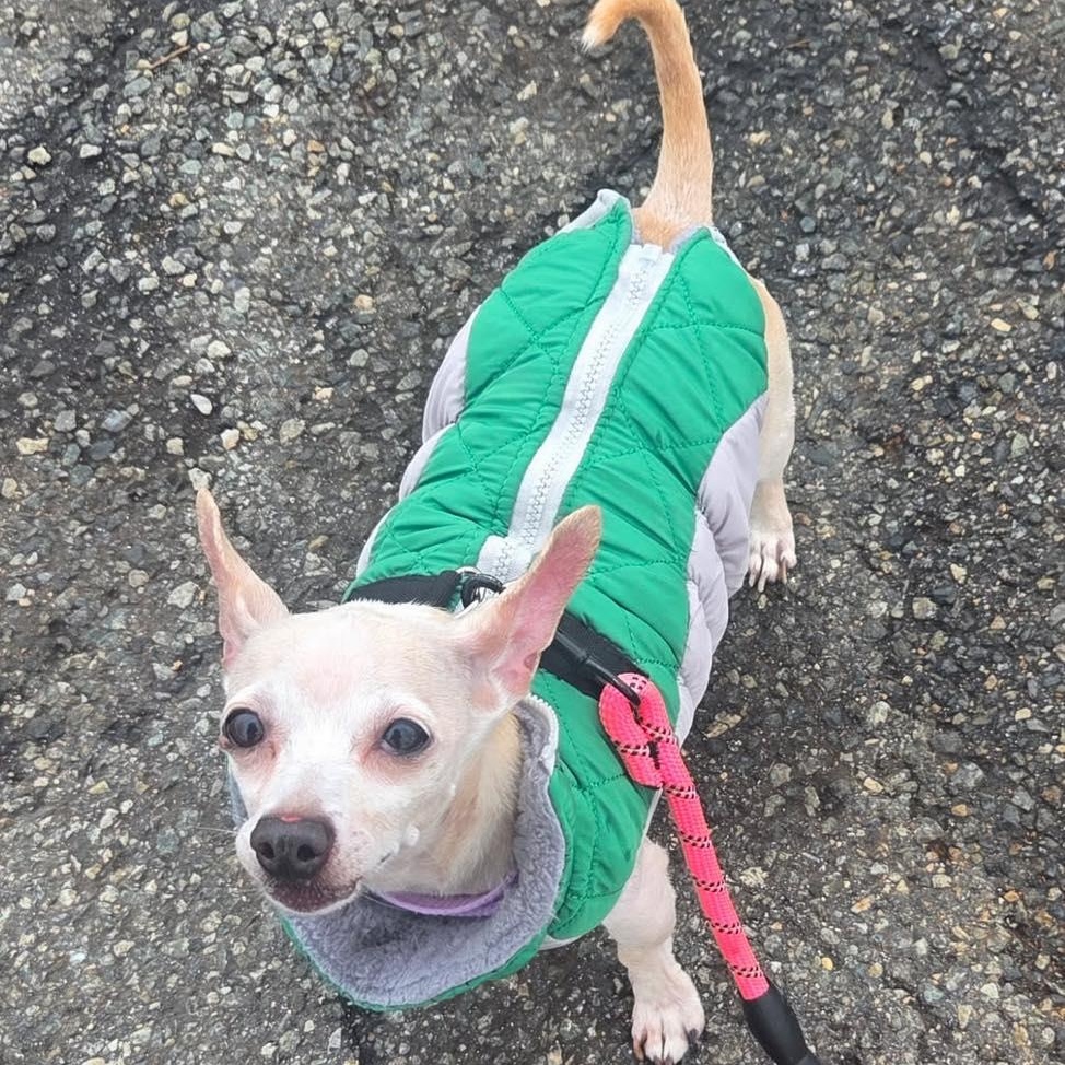 Enlarge Max, an adopted Chihuahua in Bloomfield, NJ image 5/6