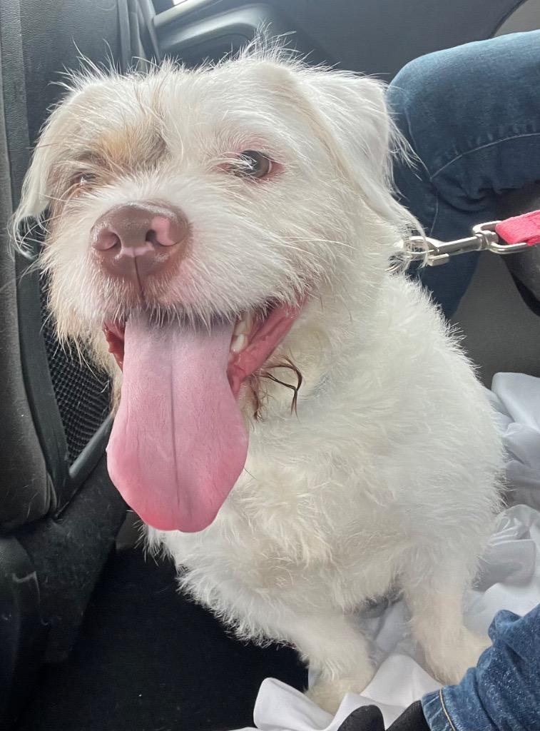 Lady Luck, Adoptable, Young Female Bichon Frise & Mixed Breed.