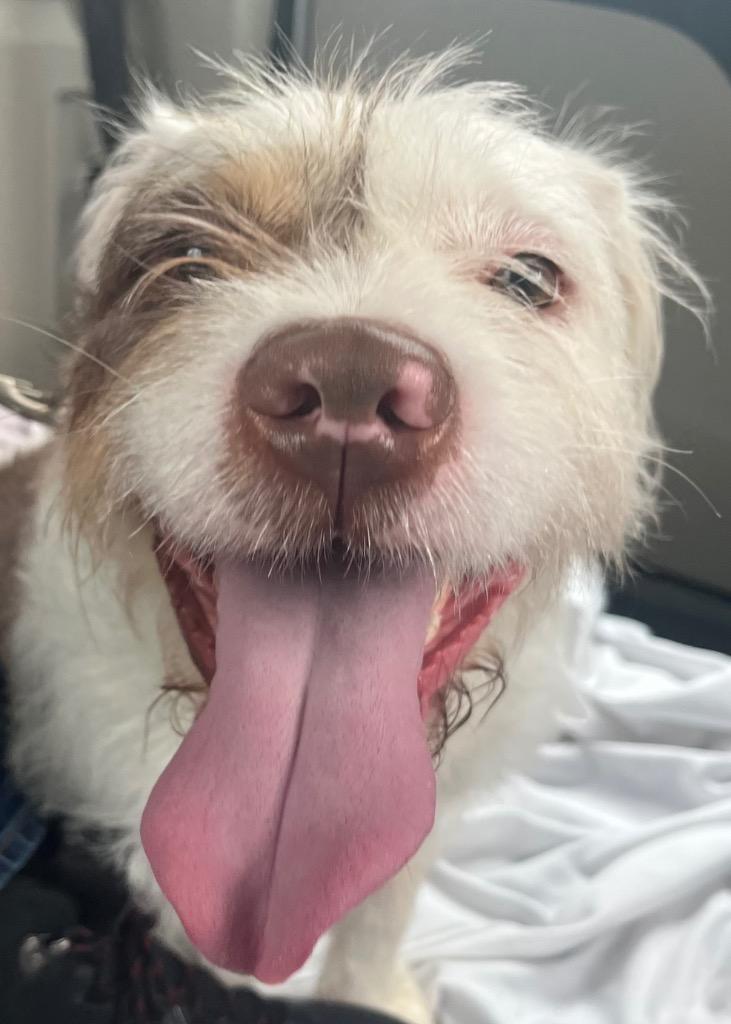 Lady Luck, Adoptable, Young Female Bichon Frise & Mixed Breed.