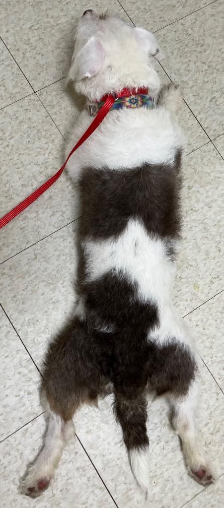 Enlarge Lady Luck, a Adoptable mixed breed in Fall River, MA image 2/6