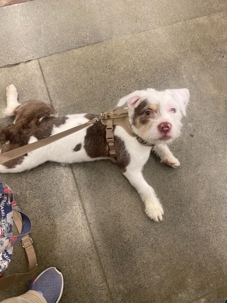 Enlarge Lady Luck, a Adoptable mixed breed in Fall River, MA image 6/6