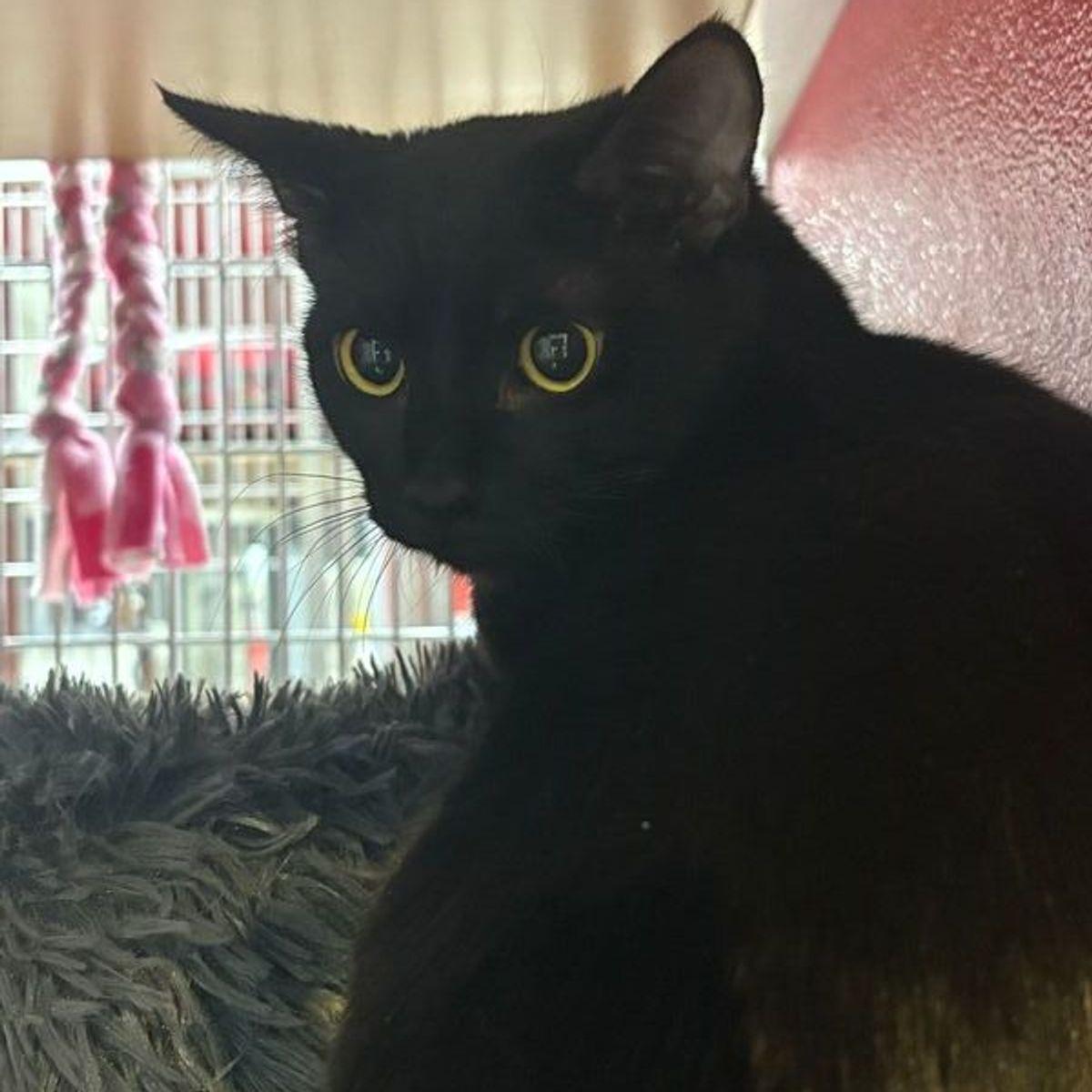 Enlarge Sebastian, a Adoptable Domestic Short Hair in Lake Havasu City, AZ image 1/1