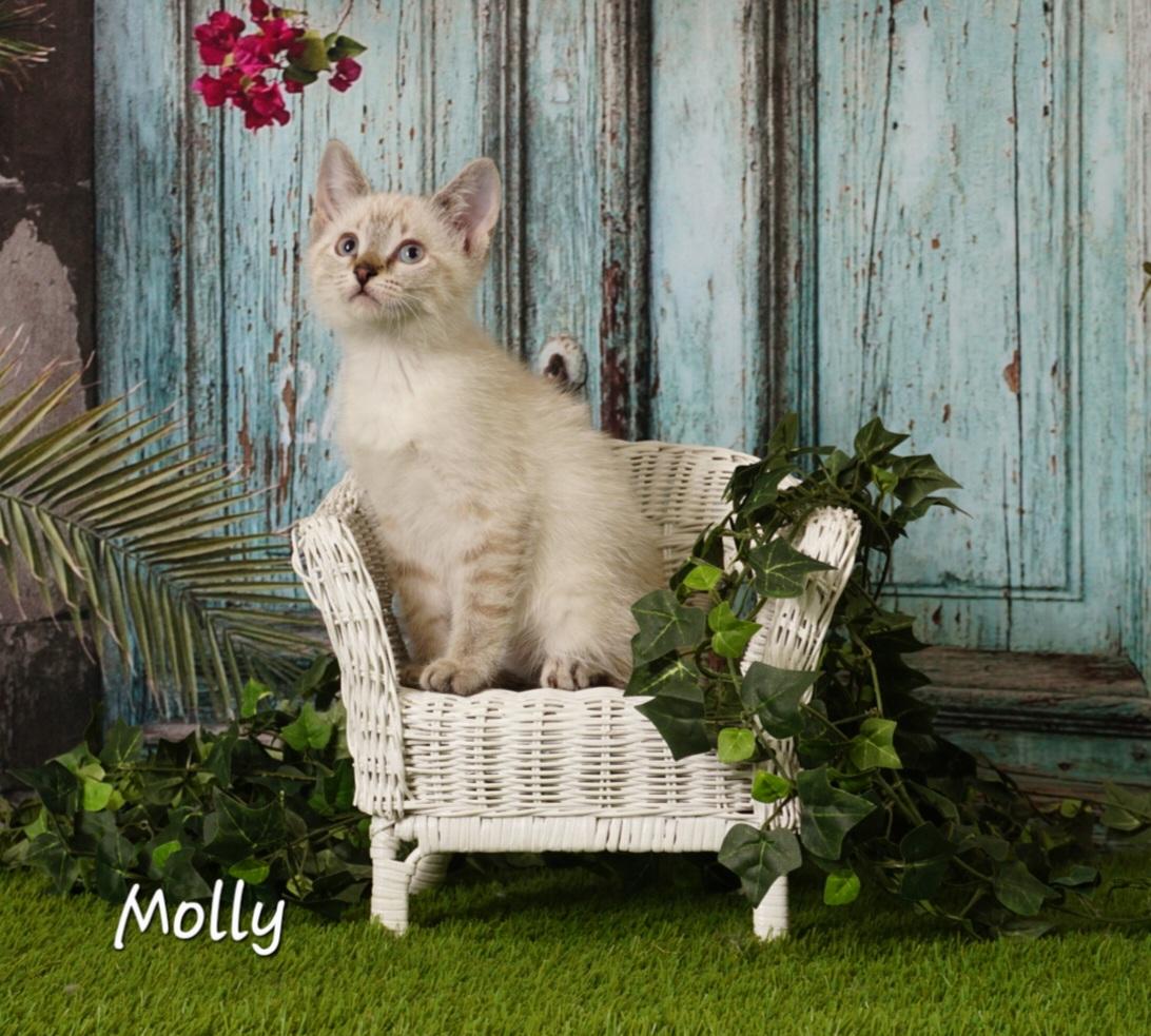 Molly, an adoptable Siamese & Domestic Short Hair Mix in Waterloo, IA_image-1