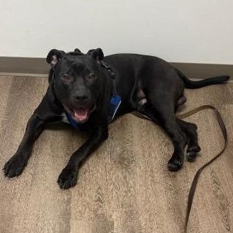 Enlarge Hank, a Adoptable mixed breed in Blairsville, PA image 1/1