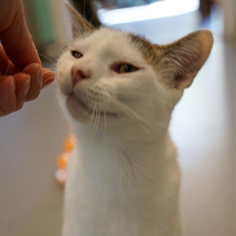 Enlarge Andre, a Adoptable Domestic Short Hair in Jackson, WY image 3/5