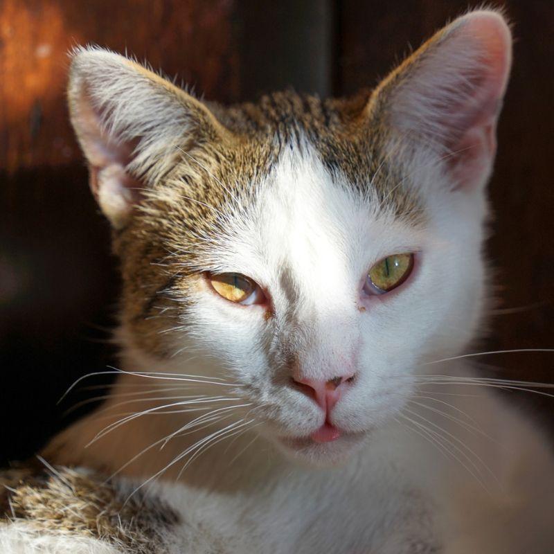 Andre, Adoptable, Young Male Domestic Short Hair.