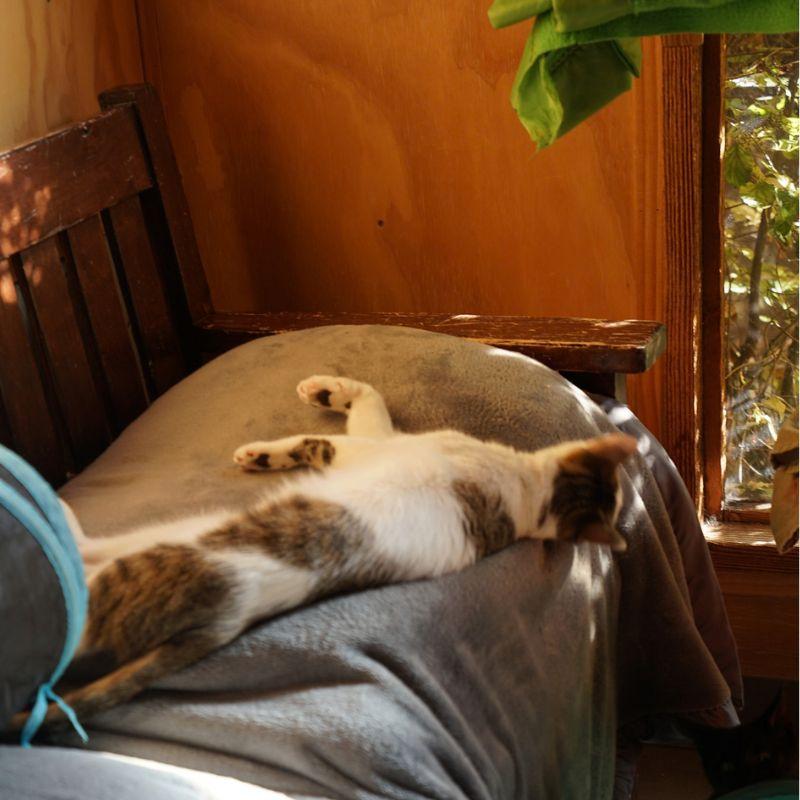 Enlarge Andre, a Adoptable Domestic Short Hair in Jackson, WY image 2/5