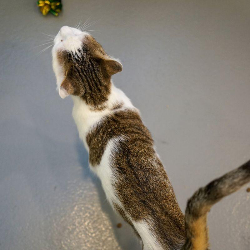 Enlarge Andre, a Adoptable Domestic Short Hair in Jackson, WY image 4/5