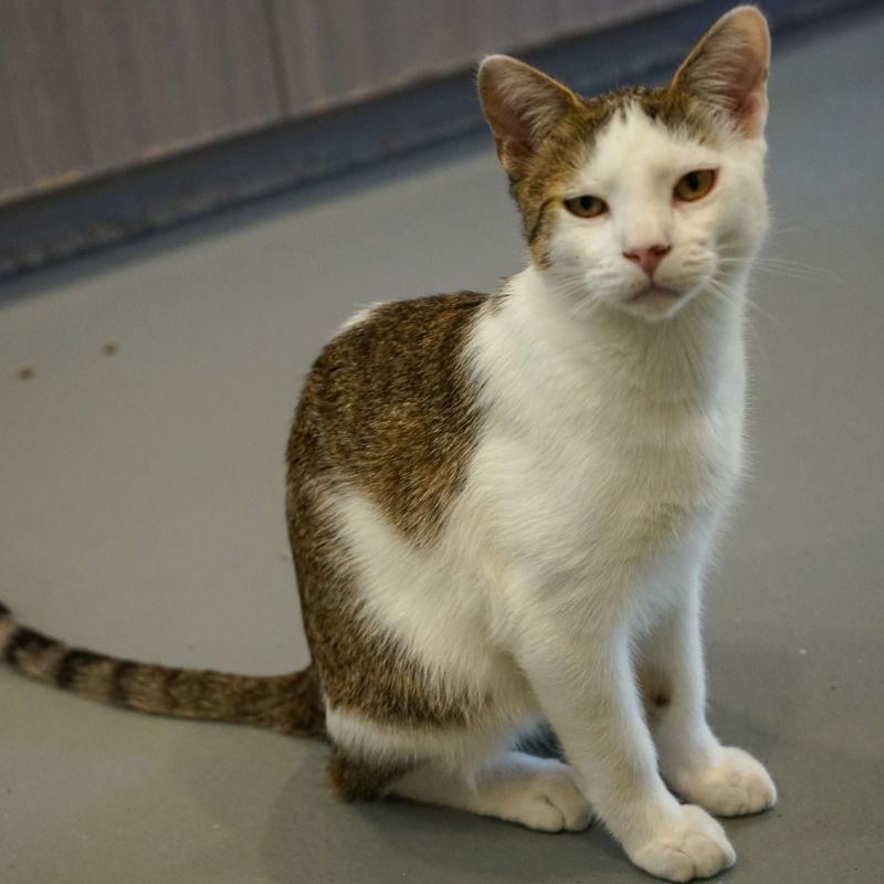 Enlarge Andre, a Adoptable Domestic Short Hair in Jackson, WY image 5/5