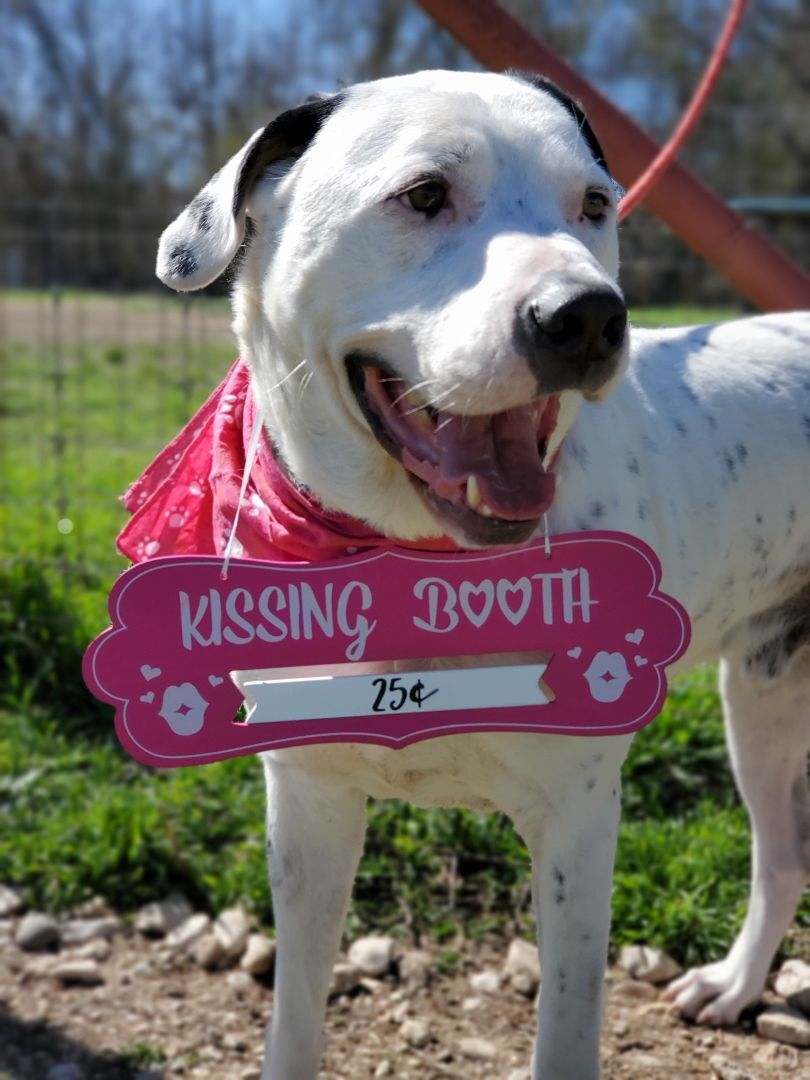 Dude 20201012., a Adoptable mixed breed in Clifton, TX image 1/9