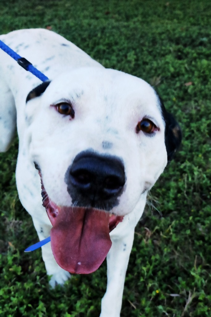 Dude 20201012., a Adoptable mixed breed in Clifton, TX image 2/9