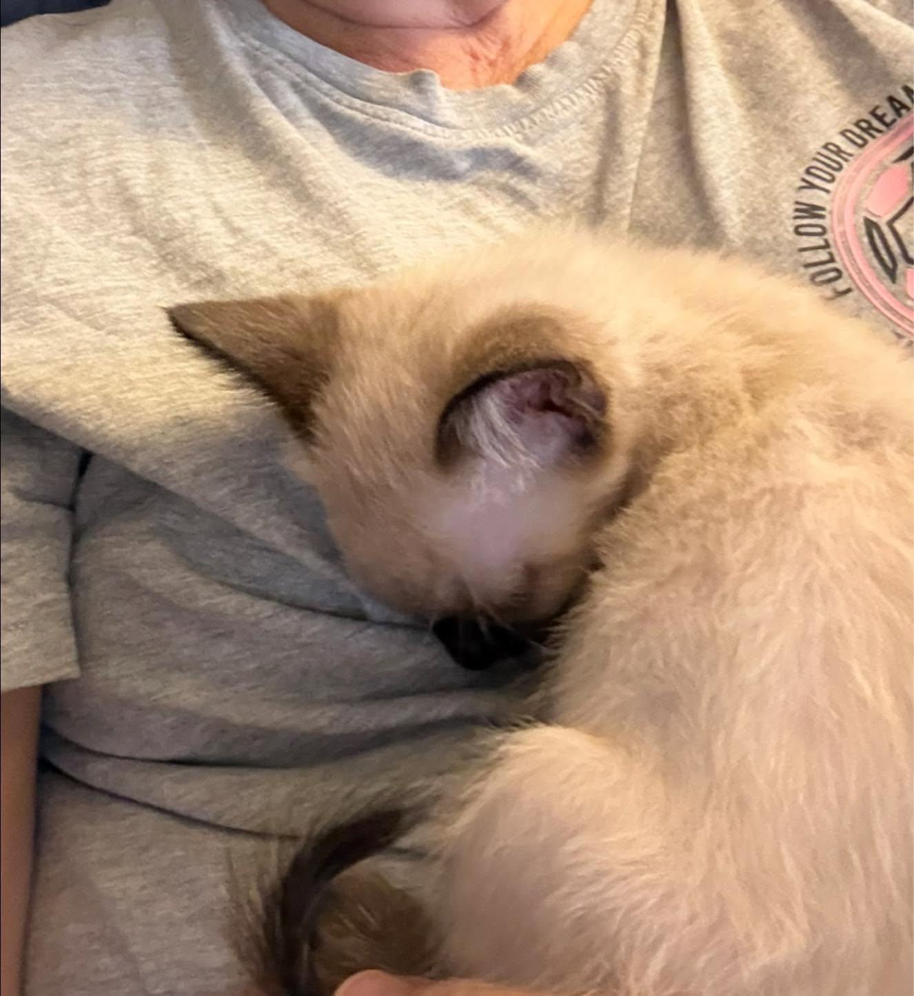 Enlarge Miter, an adopted Siamese in Queen Creek, AZ image 4/6