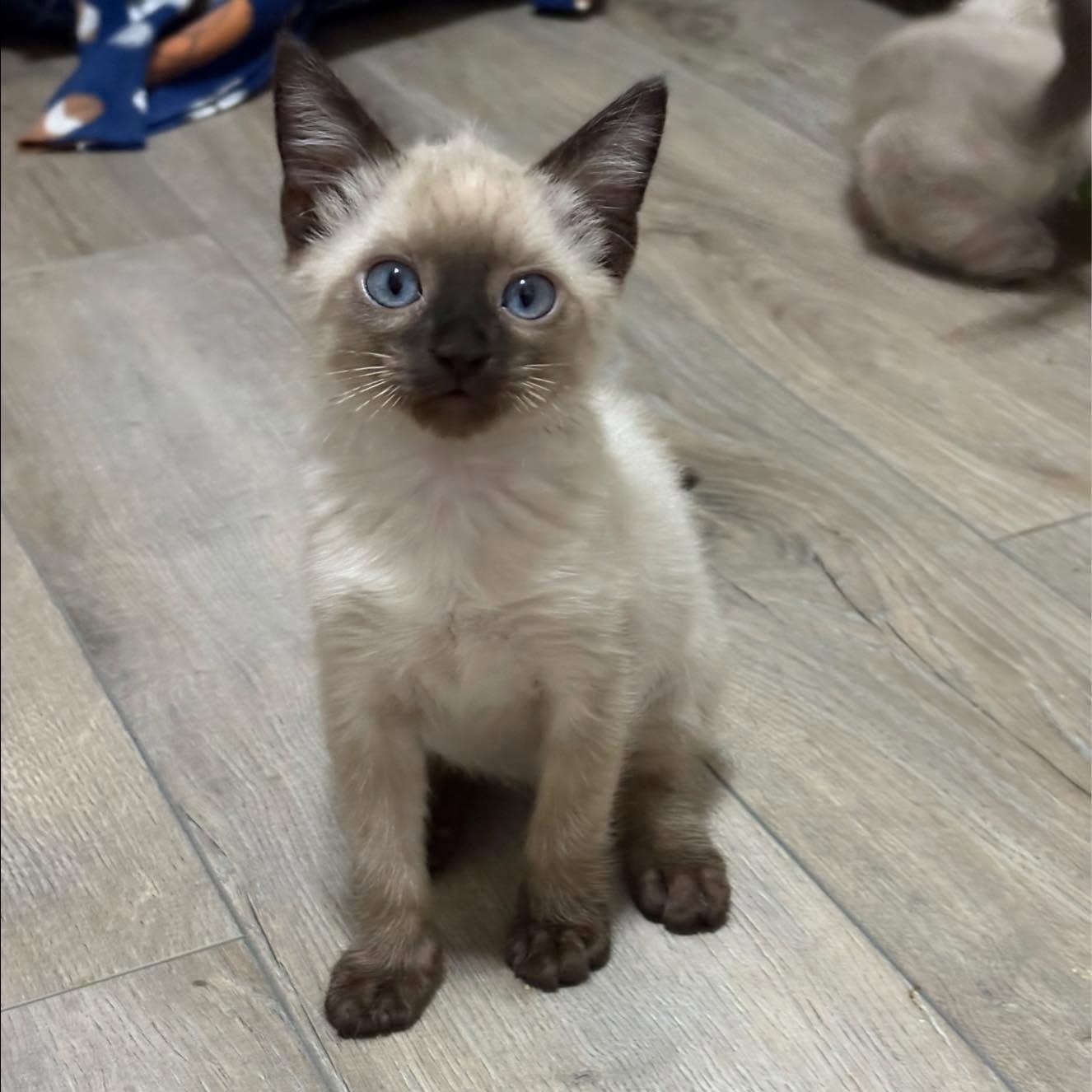 Miter, adopted, Kitten Male Siamese.
