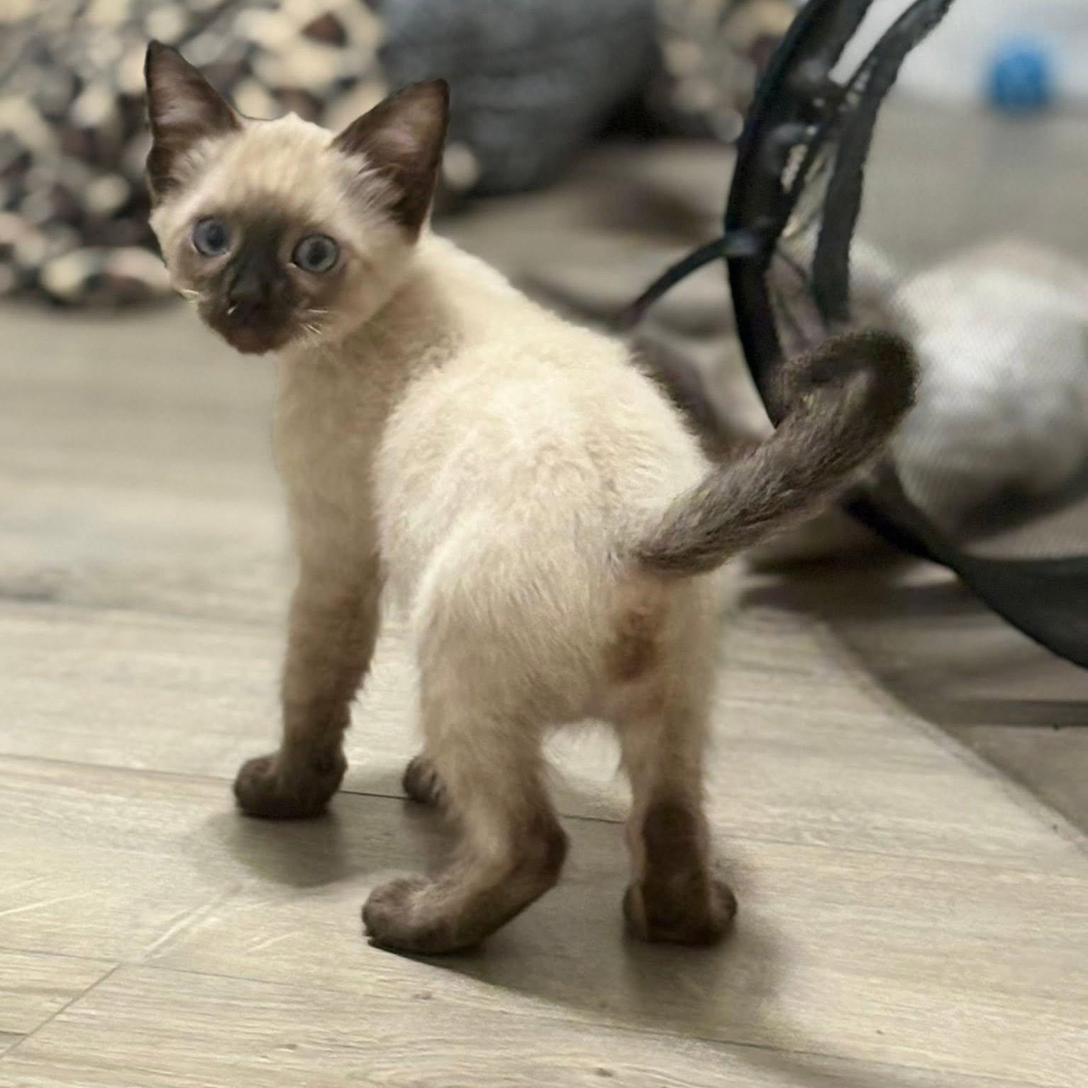 Enlarge Miter, an adopted Siamese in Queen Creek, AZ image 3/6