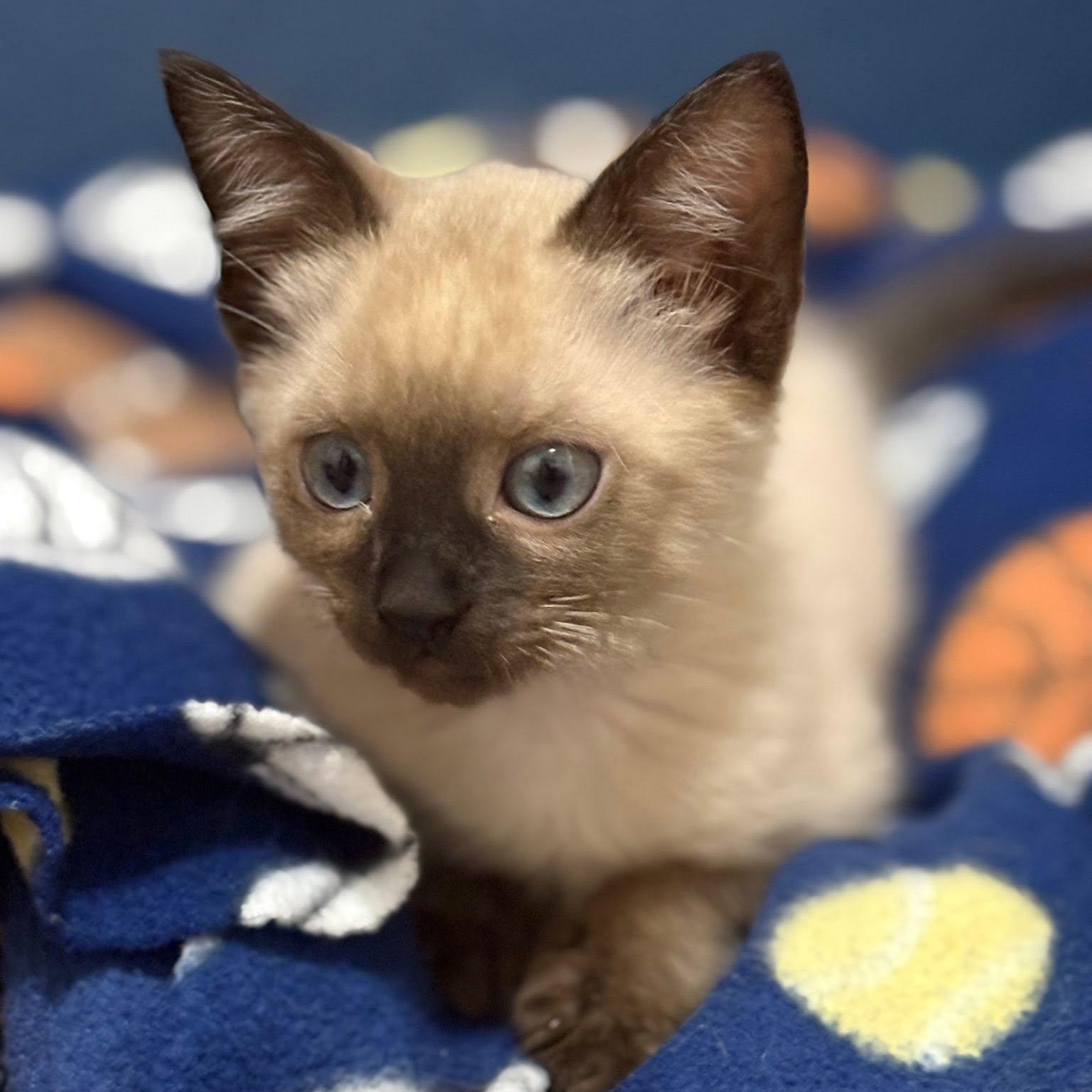 Enlarge Miter, an adopted Siamese in Queen Creek, AZ image 2/6