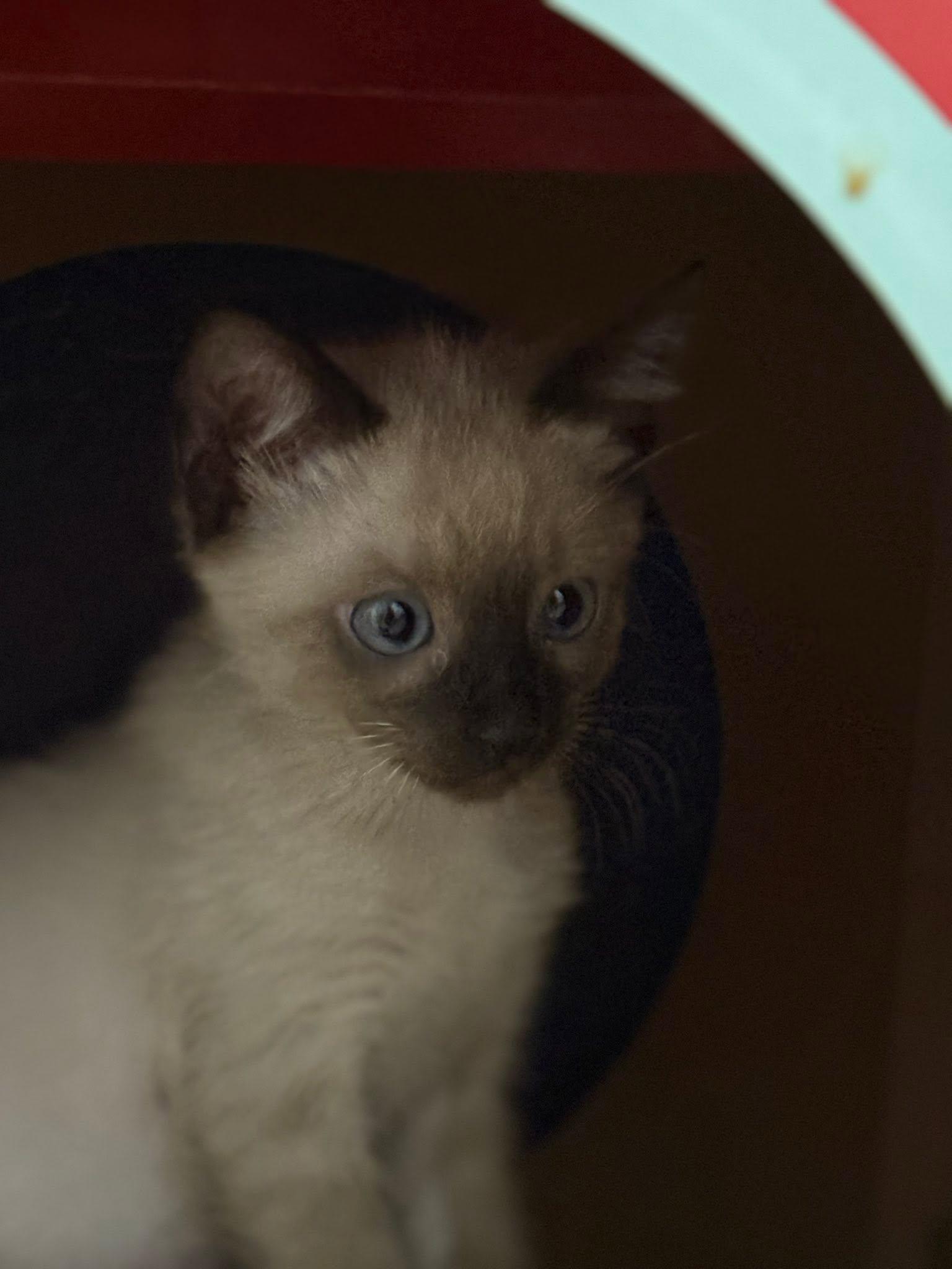 Enlarge Miter, an adopted Siamese in Queen Creek, AZ image 5/6