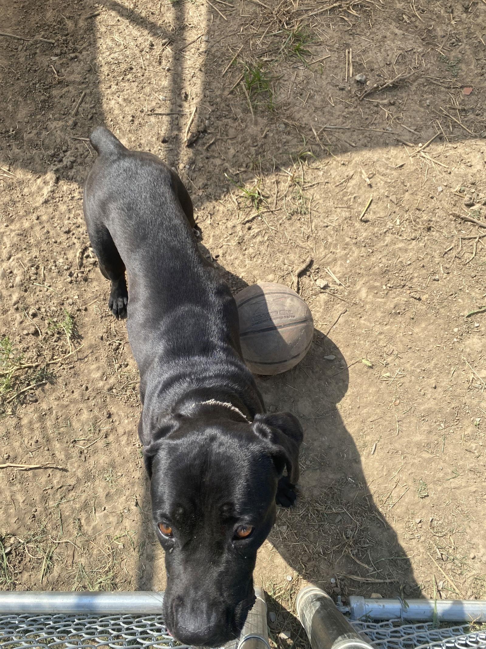 Enlarge Onyx, a Adoptable mixed breed in Pryor, OK image 3/4