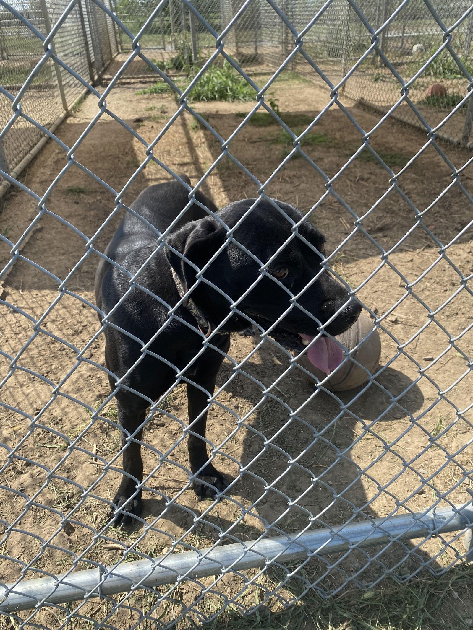 Enlarge Onyx, a Adoptable mixed breed in Pryor, OK image 4/4