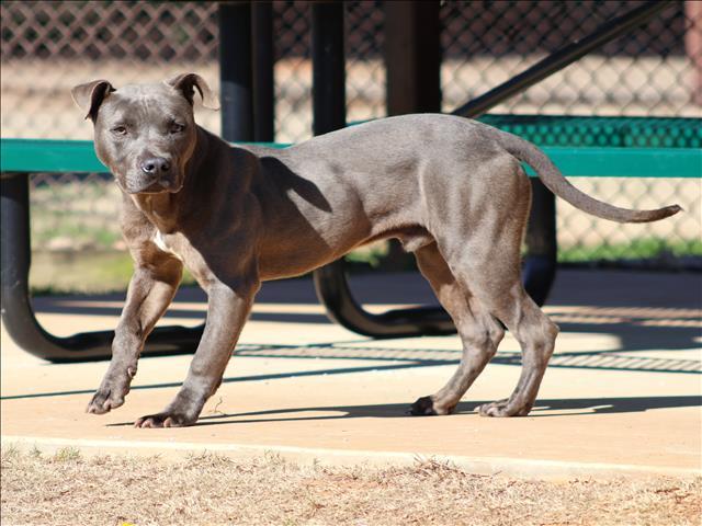 GREY, Adoptable, Young Male Staffordshire Bull Terrier & Mixed Breed.