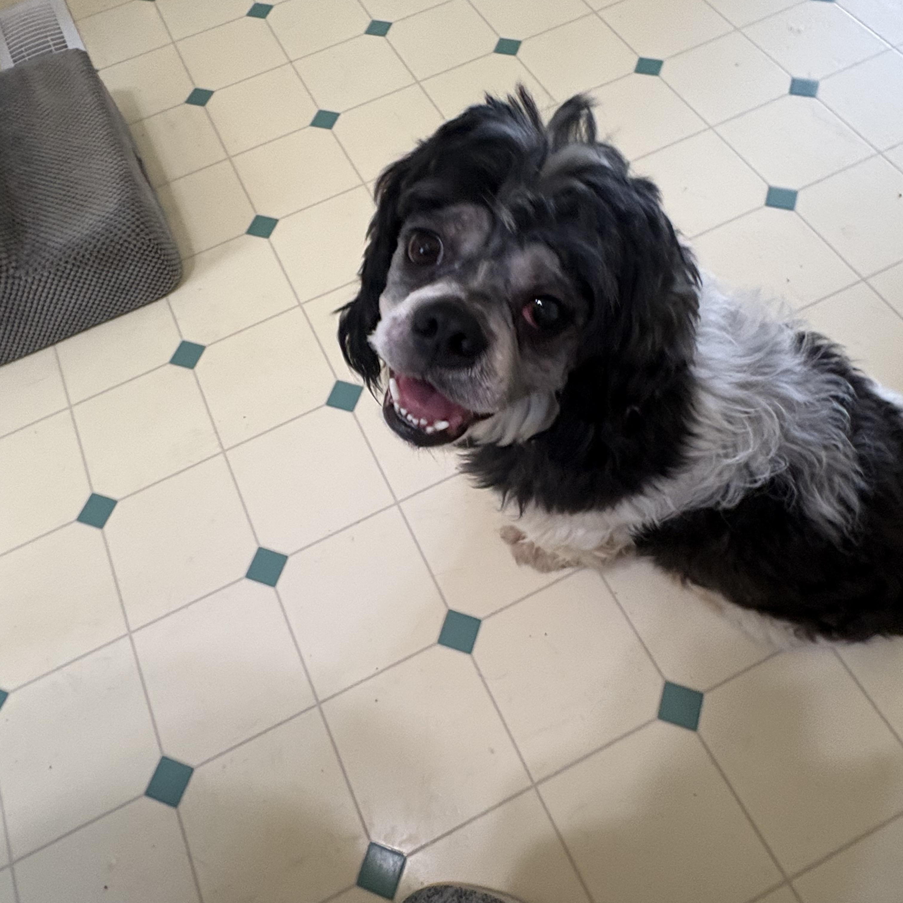 Enlarge G-Man Nearly Perfect, a Adoptable mixed breed in Franklin, TN image 3/5