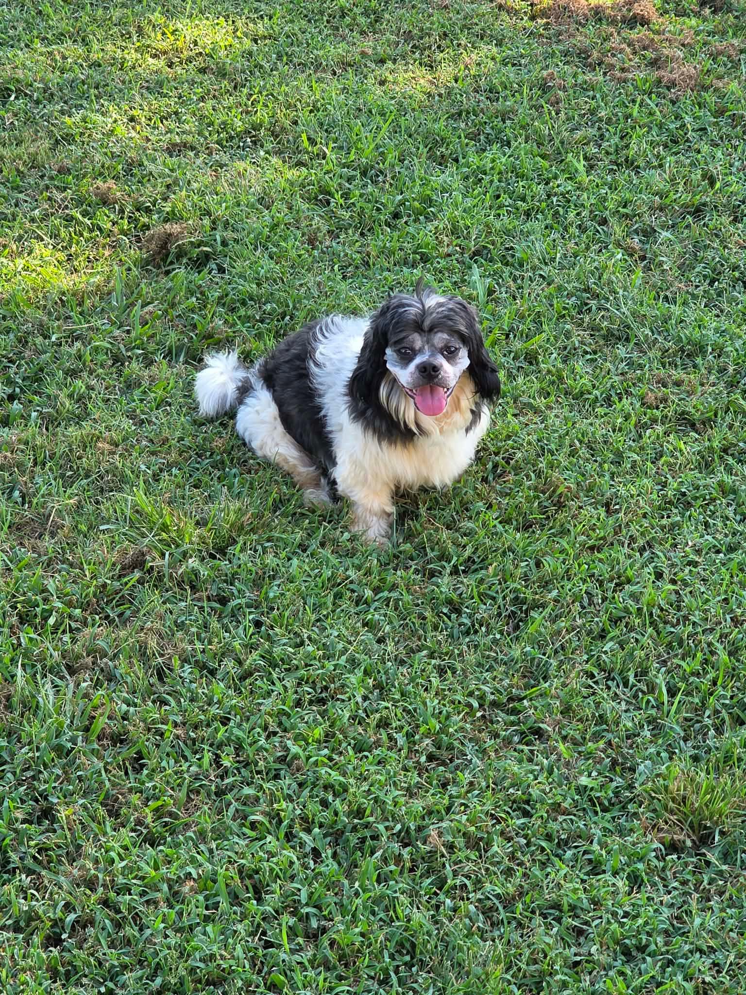 Enlarge G-Man Nearly Perfect, a Adoptable mixed breed in Franklin, TN image 4/5