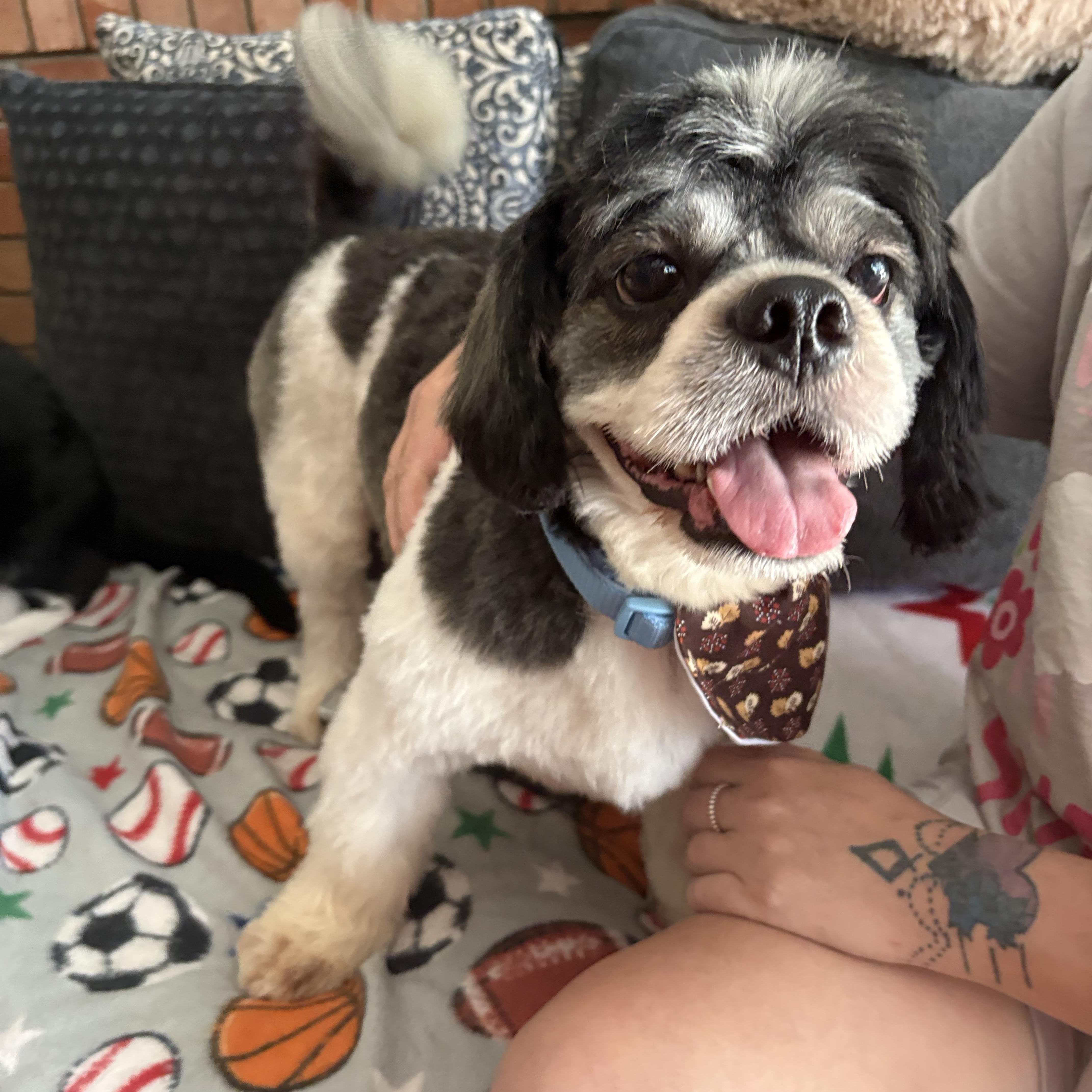 G-Man Nearly Perfect, Adoptable, Young Male Shih Tzu & Terrier.